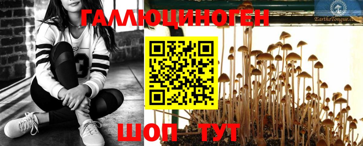 Урус-Мартан  Галлюциногенные грибы мицелий  Вход с VPN 